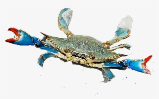 Report Abuse - Dalyan Mavi Yengeç #8431702