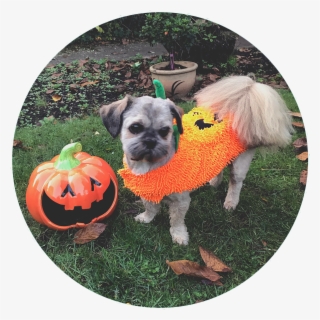 "two Pumpkins In The Garden" - Pug #8431801