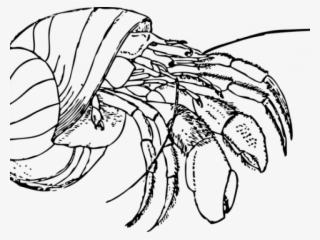 Hermit Crab Black And White #8432280