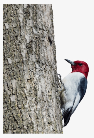 Red Headed Woodpecker #8432745