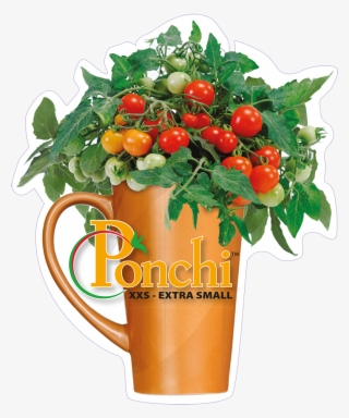 Click To Open Image Click To Open Image - Garden Roses #8433024