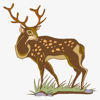 White-tailed Deer - Deer #8433112