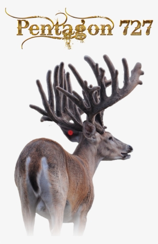 Elk #8433237