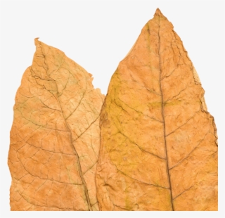 Tobacco Leaf - Gambel Oak #8434159
