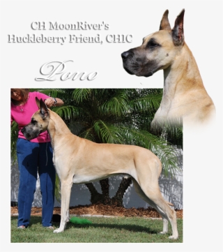 Ch Moonriver's Huckleberry Friend - Great Dane #8435039