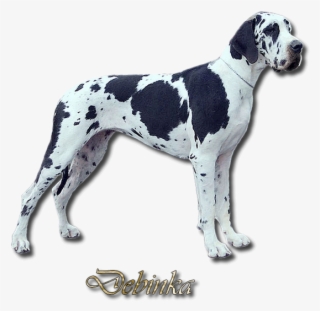 Debinka Na Web - Great Dane #8435066