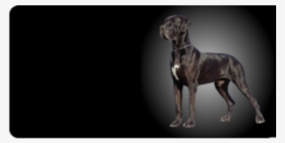 Great Dane Photo License Plate Free Personalization - Great Dane #8435637