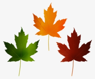 Free Png Download Autumn Leaves Set Clipart Png Photo - Canada Day #8436054