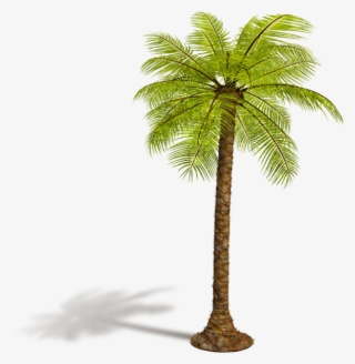 Tropical Trees - صور عيد الميلاد المجيد 2012 #8436520