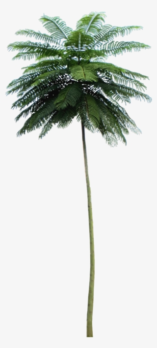 Tropical Plant Pictures - Schizolobium Parahyba Png #8436555