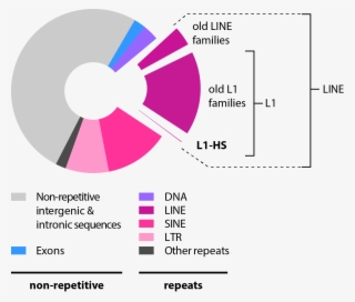 Background - Retrotransposons In Humans #8436861