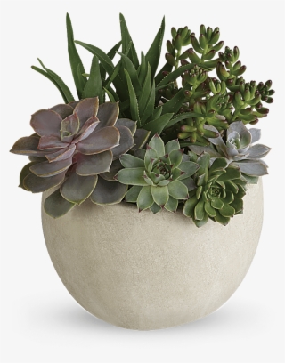 Beautiful Flowers, Phoenix - Teleflora Succulent #8439475