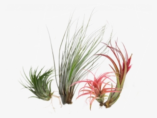 Air Plants Are A Unique Group Of Plants That Can Grow - Sweet Grass #8439663