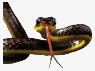 Snake Sticker - Common Garter Snake #8444149