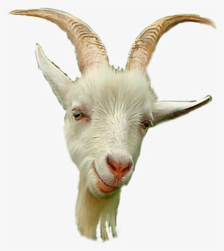 Коза Goat Белый White Мех Fur Борода Beard Рога Horns - Goat #8448422