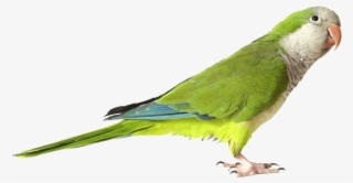 Parrot Png Image, Free Pictures Download - Parrot Png #8451120