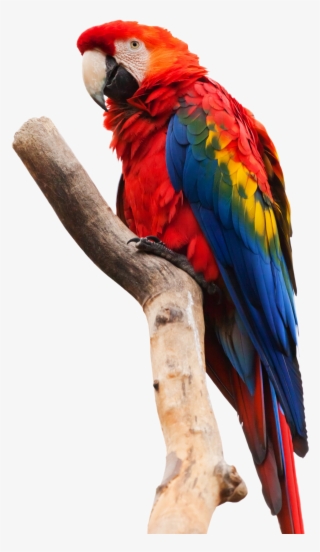 Parrot Sitting On A Stick - Scarlet Macaw White Background #8451430