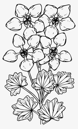 This Free Icons Png Design Of James's Saxifrage #8454114