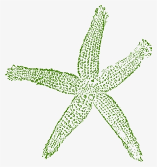 Starfish Clipart Png - Fish Clip Art #8455063