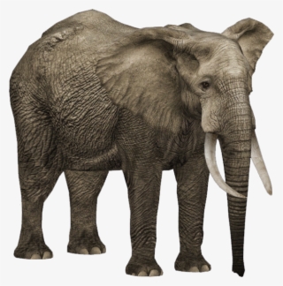 Zoo Tycoon 2 African Forest Elephant #8455449