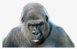 Monkey #8457166