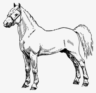 Horse - Mane #8457401