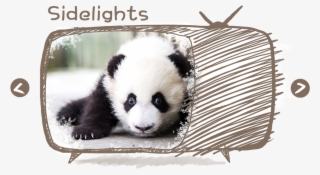 Star Panda Of The Seasonchoose Your Favorite Pandas - Panda #8458170