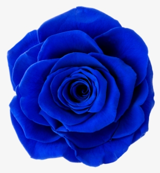 Garden Roses #8460326