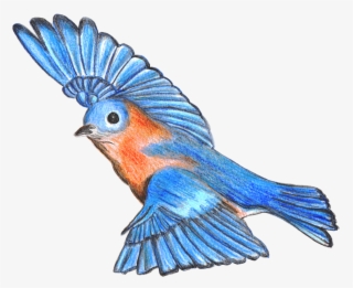 Bluebird Drawing - Macaw #8460767