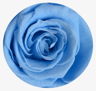 Dark Portions Of The Checker/bullseye Image Is Where - Garden Roses #8461037