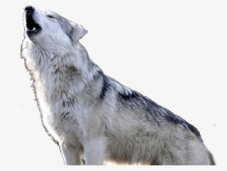 When Walking Into A Space Invokes Anger, Fear Or Anxiety, - Czechoslovakian Wolfdog #8462244