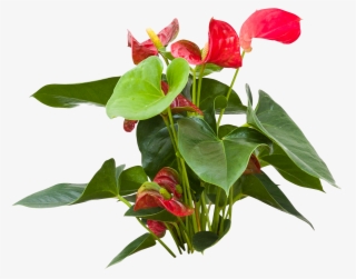 Anthurium #8469067