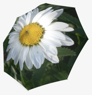 Oxeye Daisy #8470150