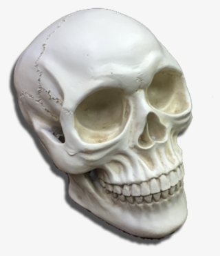 Skull #8470219