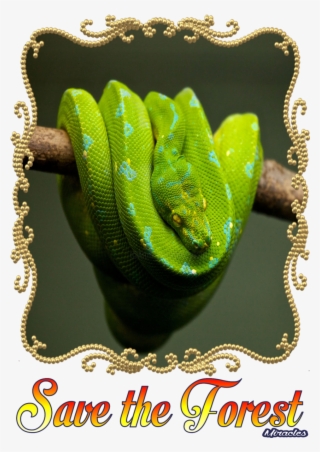 Tee Shirt 3 Serpent - Burmese Python #8471057