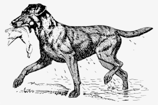 Retriever - Ancient Dog Breeds #8473267
