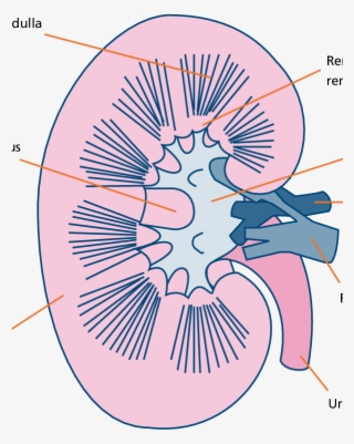Diagram Of The Kidney - Illustration #8473652
