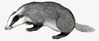 Free Png Download Badger Illustration Png Images Background - European Badger Tail #8475161