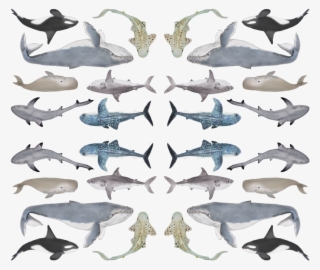 Great White Shark #8476847