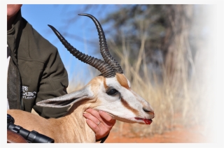 Hunt In Africa Springbuck - Springbok #8476923
