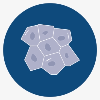 Succeed With Axol Your Human Cell Culture Specialists - New Capitol Records Logo #8478128