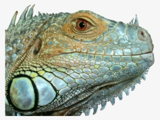 Iguana, Reptile, Lizard, Green, Close, Blue, Eye, Scaly - Lizard Head No Background #8479383