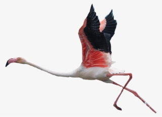 Free Png Download Transparent Background Flamingos - Transparent Background Flamingos Flying #8479674