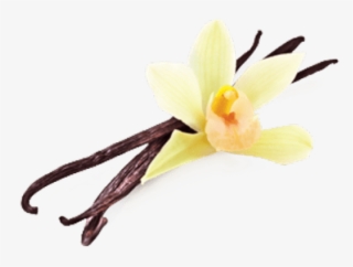 Seeds Clipart Vanilla Bean - Клипарт Ваниль #8482012 Seeds Clipart Vanilla Bean - Клипарт Ваниль #8482012