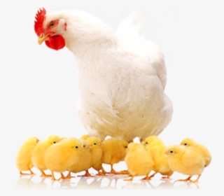 Poultry Farming Means 'raising Various Types Of Domestic - Poultry Png #8482386