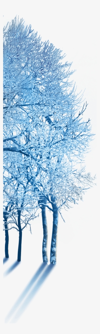 Winter Wonderland Homepage - Canoe Birch #8483078