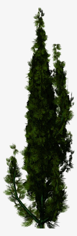 Taxus Png #8485601