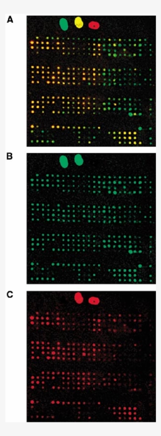 Visualisation Of The Results Of Double Radioactive - Circle #8488359