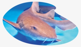 Shark - Great White Shark #8488507