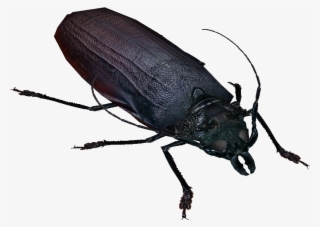 Titan Beetle - Longhorn Beetle #8489783